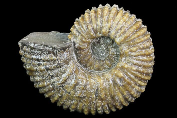 Bumpy Douvilleiceras (Tractor) Ammonite - Madagascar #68212